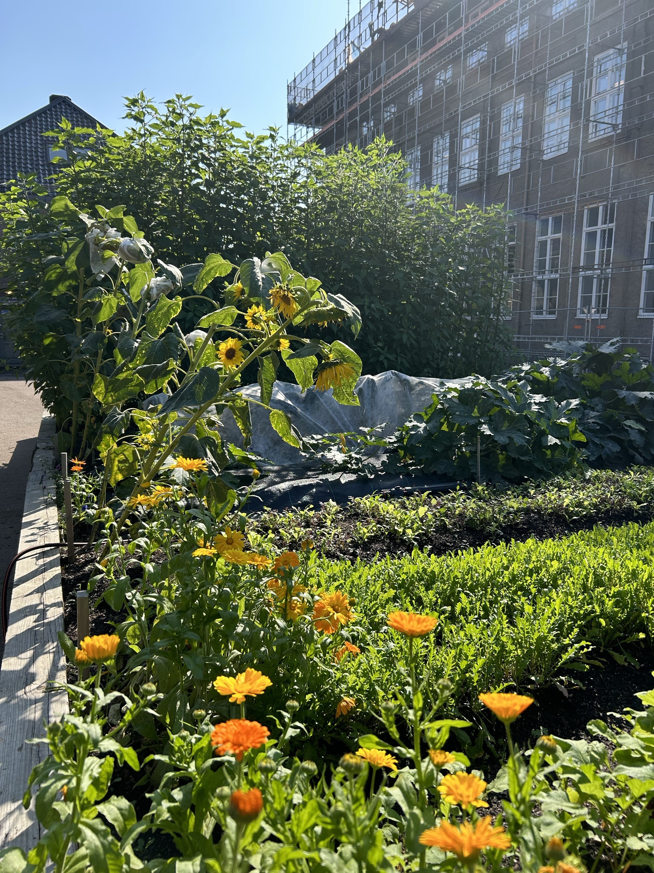 en hage med blomster og trær