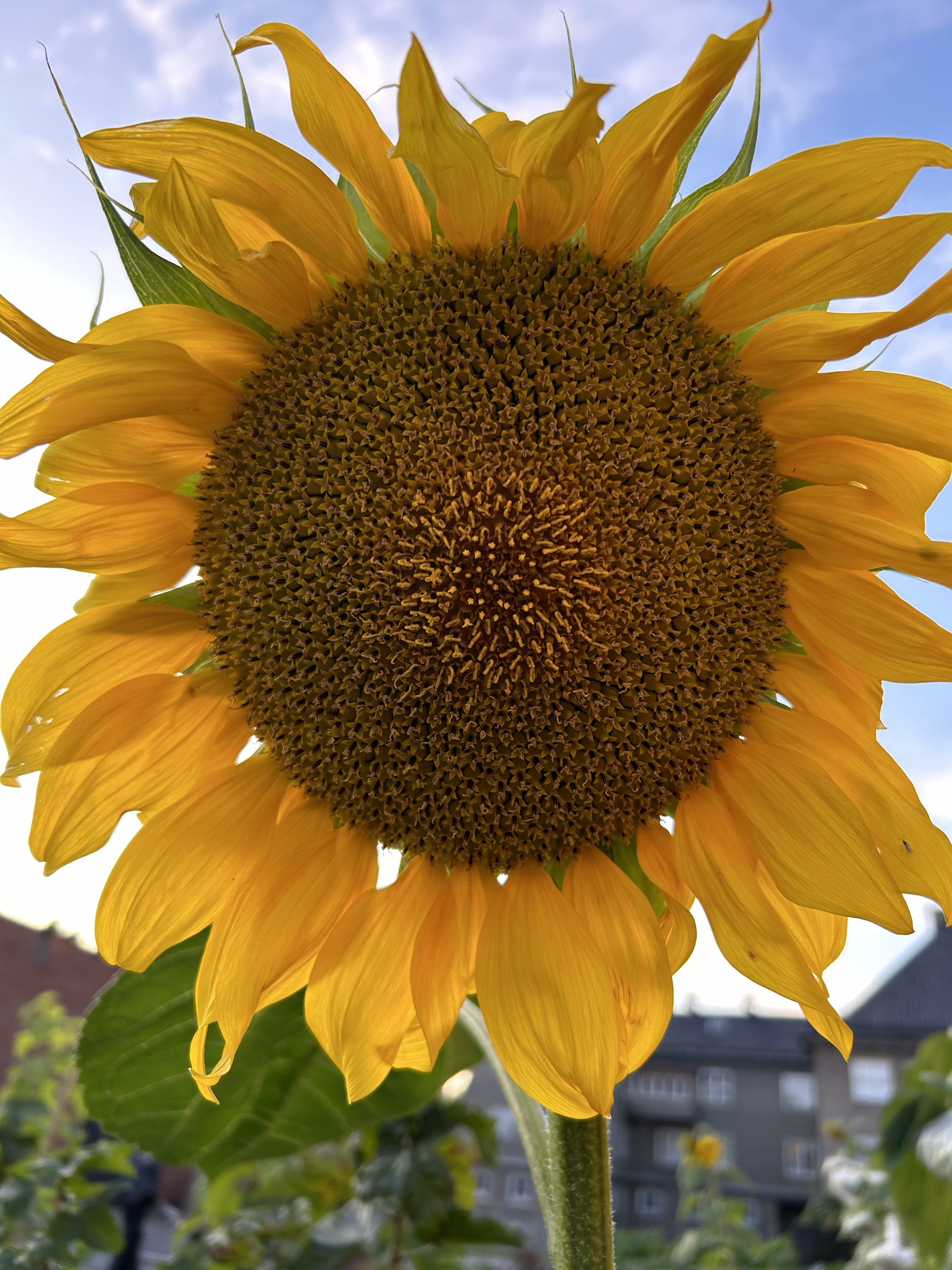 en stor solsikke med et stort senter